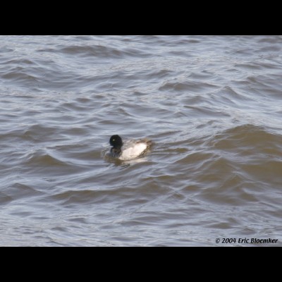 lesser scaup