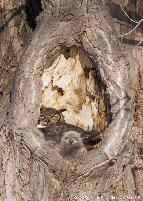 Great horned owlet