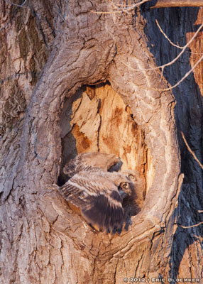 Great horned owlet